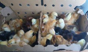 Colour Broiler (FFG) Chicks