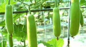 Fresh Bottle Gourd