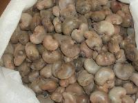 Cashew Nut Husk