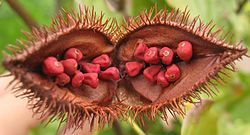 Annatto Seeds