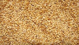 Yellow Millet Seeds