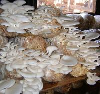 Fresh oyester mushrooms
