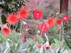 Gerbera Flower