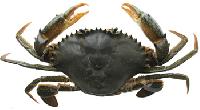 Live sea mud crab