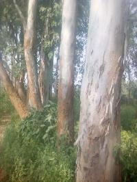 Eucalyptus Wood Logs