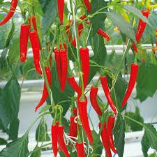 Chilli Plant