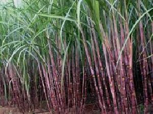 Sugarcane Plant