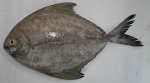 Frozen Black Pomfret Fish