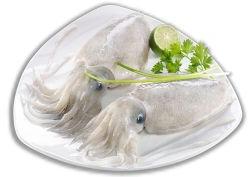 Frozen Whole Cuttlefish