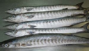 Frozen Barracuda Fish