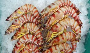 Frozen Head on Flower Shrimps