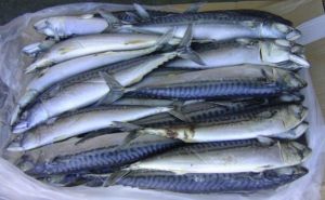 frozen horse mackerel fish