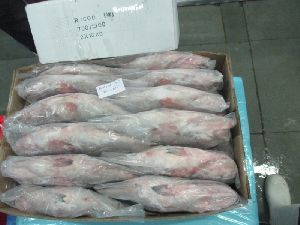 Frozen Reef Cod Whole Fishes