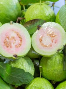 Fresh White Guava