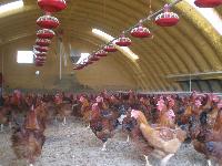 Poultry Farm Shed