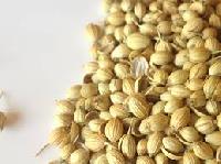 Coriander