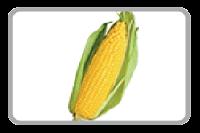 Yellow Maize