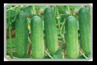 Fresh Cucumber