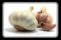 Fresh Garlic