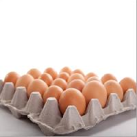 Egg Pulp Tray