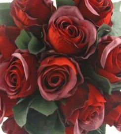 Fresh Dark Red Roses