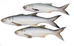 indian salmon