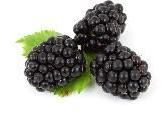 fresh blackberry