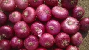 Fresh Red Onion