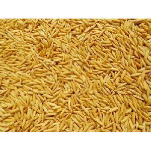 Paddy Non Basmati Rice