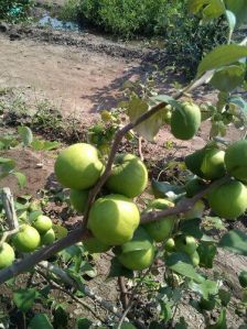 Apple Ber Plants