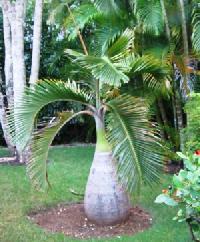 Bottle Palm Plant