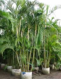 Areca Palm Plants