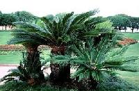 Cycas Revoluta Plants