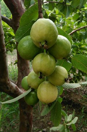 Guava Plants