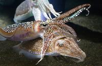 Fresh Cuttlefish