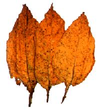 Lal Chopadia Tobacco Leaves