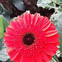 Fresh Gerbera Flower