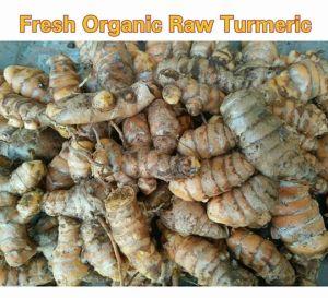 Organic Turmeric Root