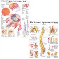 Biological Charts