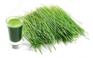 Wheatgrass