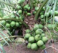 Coconut fruit plant