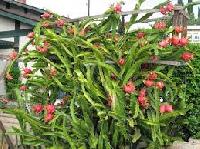 dragon fruit plant