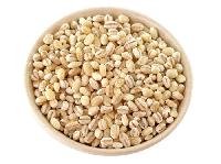 Barley Seeds