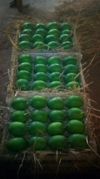 Large Grade A Ratnagiri Alphonso (Haphoos) Mangoes