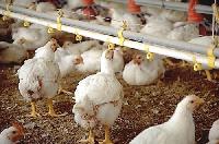 Poultry Broilers