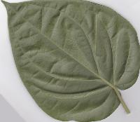 Betel Leaves ( Bangla Paan)