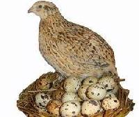 Quail Egg