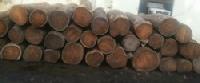 Sheesham Wood Logs