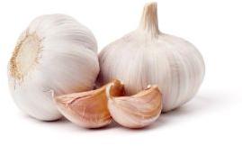 Fresh Garlic