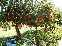 Pomegranate Plant